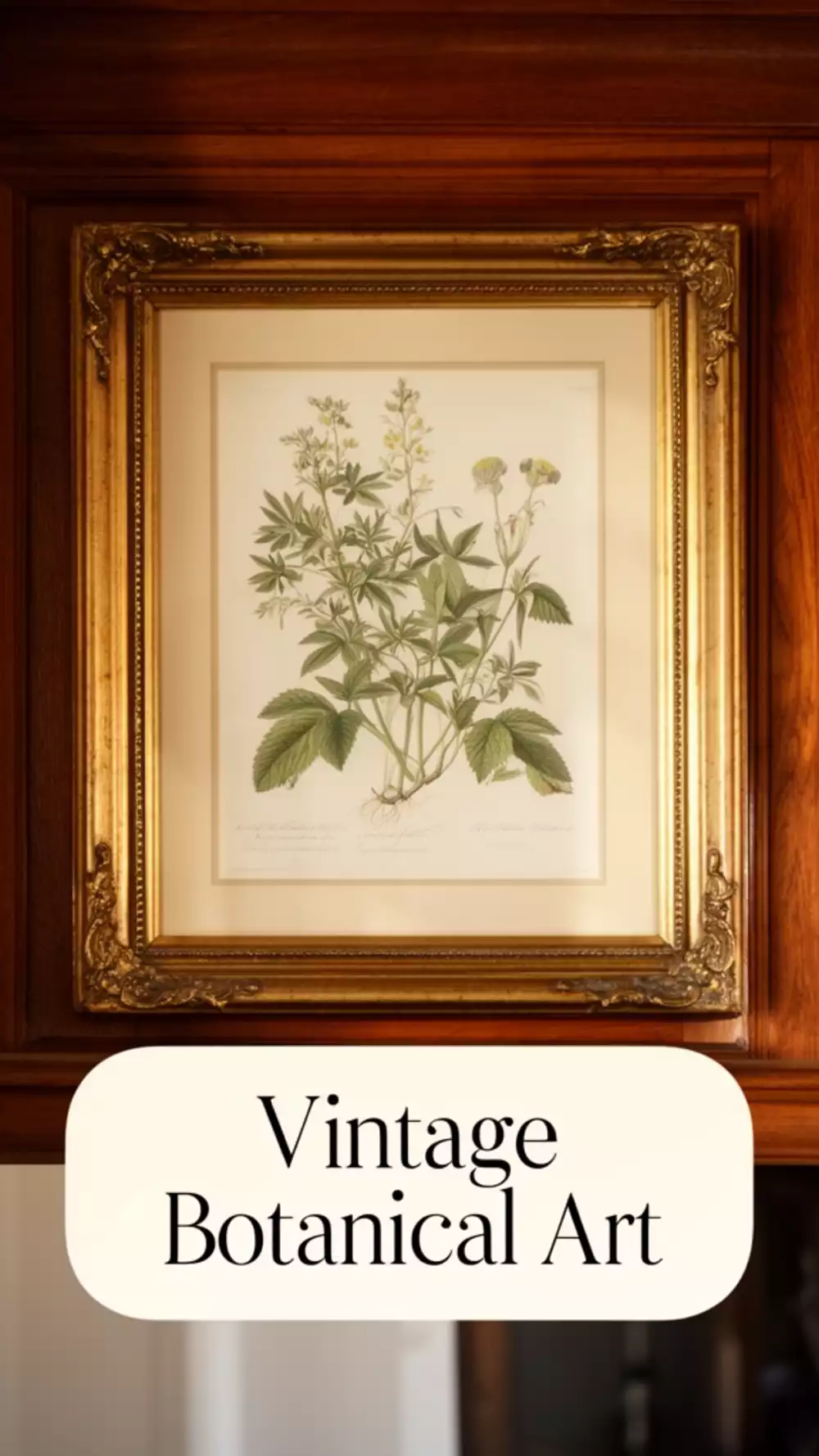 Printable Vintage Botanical Illustration in a Classic Antique Gold Frame